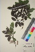  (Salix myrsinifolia kolaensis - TROM_V_351220_sg)  @11 [ ] CreativeCommons - Attribution Non-Commercial Share-Alike (2018) Unspecified Tromsø University Museum