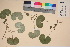 ( - TROM_V_38283_sg)  @11 [ ] CreativeCommons - Attribution Non-Commercial Share-Alike (2017) Unspecified Tromsø University Museum