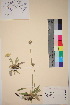  ( - TROM_V_39316_sg)  @11 [ ] CreativeCommons - Attribution Non-Commercial Share-Alike (2018) Unspecified Tromsø University Museum