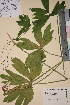 (Ranunculus platanifolius - TROM_V_44787_sg)  @11 [ ] CreativeCommons - Attribution Non-Commercial Share-Alike (2018) Unspecified Tromsø University Museum