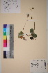  ( - TROM_V_45046_sg)  @11 [ ] CreativeCommons - Attribution Non-Commercial Share-Alike (2018) Unspecified Tromsø University Museum