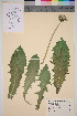  (Taraxacum hirtellum - TROM_V_45478_sg)  @11 [ ] CreativeCommons - Attribution Non-Commercial Share-Alike (2016) Unspecified Tromso University Museum