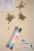  ( - TROM_V_47755_sg)  @11 [ ] CreativeCommons - Attribution Non-Commercial Share-Alike (2018) Unspecified Tromsø University Museum
