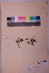  ( - TROM_V_47805_sg)  @11 [ ] CreativeCommons - Attribution Non-Commercial Share-Alike (2018) Unspecified Tromsø University Museum
