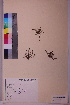  ( - TROM_V_47824_sg)  @11 [ ] CreativeCommons - Attribution Non-Commercial Share-Alike (2018) Unspecified Tromsø University Museum