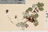  (Potentilla atrosanguinea - TROM_V_51153_sg)  @11 [ ] CreativeCommons - Attribution Non-Commercial Share-Alike (2016) Unspecified Tromso University Museum