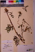  (Chaerophyllum prescottii - TROM_V_54236_sg)  @11 [ ] CreativeCommons - Attribution Non-Commercial Share-Alike (2018) Unspecified Tromsø University Museum