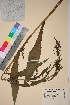  ( - TROM_V_56471_sg)  @11 [ ] CreativeCommons - Attribution Non-Commercial Share-Alike (2018) Unspecified Tromsø University Museum