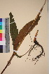 ( - TROM_V_56471_sg)  @11 [ ] CreativeCommons - Attribution Non-Commercial Share-Alike (2018) Unspecified Tromsø University Museum