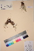  ( - TROM_V_56624_sg)  @11 [ ] CreativeCommons - Attribution Non-Commercial Share-Alike (2017) Unspecified Tromsø University Museum