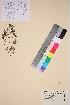 ( - TROM_V_60478_sg)  @11 [ ] CreativeCommons - Attribution Non-Commercial Share-Alike (2015) Unspecified Tromsø University Museum