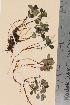  ( - TROM_V_60478_sg)  @11 [ ] CreativeCommons - Attribution Non-Commercial Share-Alike (2015) Unspecified Tromsø University Museum