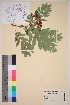  ( - TROM_V_60506_sg)  @11 [ ] CreativeCommons - Attribution Non-Commercial Share-Alike (2016) Unspecified Tromso University Museum