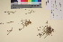  (Puccinellia vahliana - TROM_V_62450_sg)  @11 [ ] CreativeCommons - Attribution Non-Commercial Share-Alike (2017) Unspecified Tromsø University Museum