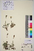  (Papaver radicatum - TROM_V_650196_sg)  @11 [ ] CreativeCommons - Attribution Non-Commercial Share-Alike (2016) Unspecified Tromso University Museum