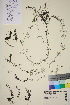  ( - TROM_V_650212_sg)  @11 [ ] CreativeCommons - Attribution Non-Commercial Share-Alike (2016) Unspecified Tromso University Museum