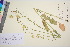  ( - TROM_V_651060_sg)  @11 [ ] CreativeCommons - Attribution Non-Commercial Share-Alike (2016) Unspecified Tromso University Museum