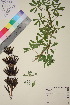  ( - TROM_V_651096_sg)  @11 [ ] CreativeCommons - Attribution Non-Commercial Share-Alike (2018) Unspecified Tromsø University Museum