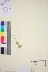  ( - TROM_V_651405_sg)  @11 [ ] CreativeCommons - Attribution Non-Commercial Share-Alike (2016) Unspecified Tromso University Museum