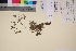 (Potentilla lyngei - TROM_V_65504_sg)  @11 [ ] CreativeCommons - Attribution Non-Commercial Share-Alike (2017) Unspecified Tromsø University Museum