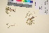  (Ranunculus pygmaeus - TROM_V_66143_sg)  @11 [ ] CreativeCommons - Attribution Non-Commercial Share-Alike (2017) Unspecified Tromsø University Museum