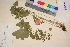  ( - TROM_V_69353_sg)  @11 [ ] CreativeCommons - Attribution Non-Commercial Share-Alike (2017) Unspecified Tromsø University Museum