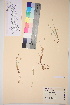  ( - TROM_V_69401_sg)  @11 [ ] CreativeCommons - Attribution Non-Commercial Share-Alike (2017) Unspecified Tromsø University Museum
