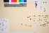  ( - TROM_V_70225_sg)  @11 [ ] CreativeCommons - Attribution Non-Commercial Share-Alike (2016) Unspecified Tromso University Museum