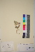  ( - TROM_V_70493_sg)  @11 [ ] CreativeCommons - Attribution Non-Commercial Share-Alike (2018) Unspecified Tromsø University Museum