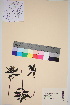  ( - TROM_V_71372_sg)  @11 [ ] CreativeCommons - Attribution Non-Commercial Share-Alike (2016) Unspecified Tromso University Museum