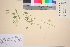  ( - TROM_V_72249_sg)  @11 [ ] CreativeCommons - Attribution Non-Commercial Share-Alike (2016) Unspecified Tromso University Museum