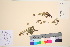  ( - TROM_V_73253_sg)  @11 [ ] CreativeCommons - Attribution Non-Commercial Share-Alike (2016) Unspecified Tromso University Museum