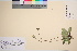  ( - TROM_V_7339_sg)  @11 [ ] CreativeCommons - Attribution Non-Commercial Share-Alike (2016) Unspecified Tromsø University Museum