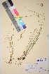 ( - TROM_V_75263_sg)  @11 [ ] CreativeCommons - Attribution Non-Commercial Share-Alike (2017) Unspecified Tromsø University Museum