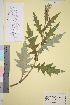  ( - TROM_V_79869_sg)  @11 [ ] CreativeCommons - Attribution Non-Commercial Share-Alike (2016) Unspecified Tromso University Museum