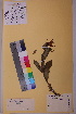  ( - TROM_V_80149_sg)  @11 [ ] CreativeCommons - Attribution Non-Commercial Share-Alike (2018) Unspecified Tromsø University Museum