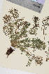  ( - TROM_V_80637_sg)  @11 [ ] CreativeCommons - Attribution Non-Commercial Share-Alike (2015) Unspecified Tromsø University Museum