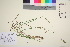  ( - TROM_V_80981_sg)  @11 [ ] CreativeCommons - Attribution Non-Commercial Share-Alike (2016) Unspecified Tromso University Museum