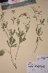  (Ranunculus fallax - TROM_V_80996_sg)  @11 [ ] CreativeCommons - Attribution Non-Commercial Share-Alike (2018) Unspecified Tromsø University Museum