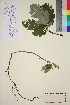  ( - TROM_V_81191_sg)  @11 [ ] CreativeCommons - Attribution Non-Commercial Share-Alike (2016) Unspecified Tromso University Museum