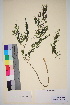  ( - TROM_V_82474_sg)  @11 [ ] CreativeCommons - Attribution Non-Commercial Share-Alike (2016) Unspecified Tromso University Museum