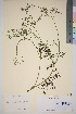  ( - TROM_V_82474_sg)  @11 [ ] CreativeCommons - Attribution Non-Commercial Share-Alike (2016) Unspecified Tromso University Museum