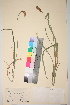  ( - TROM_V_8381_sg)  @11 [ ] CreativeCommons - Attribution Non-Commercial Share-Alike (2017) Unspecified Tromsø University Museum