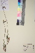  ( - TROM_V_84142_sg)  @11 [ ] CreativeCommons - Attribution Non-Commercial Share-Alike (2018) Unspecified Tromsø University Museum