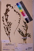 (Chenopodium foliosum - TROM_V_85132_sg)  @11 [ ] CreativeCommons - Attribution Non-Commercial Share-Alike (2018) Unspecified Tromsø University Museum