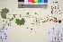  ( - TROM_V_85710_sg)  @11 [ ] CreativeCommons - Attribution Non-Commercial Share-Alike (2016) Unspecified Tromso University Museum