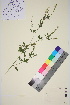 ( - TROM_V_86574_sg)  @11 [ ] CreativeCommons - Attribution Non-Commercial Share-Alike (2016) Unspecified Tromso University Museum