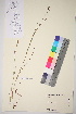  (rariflorus - TROM_V_88475_sg)  @11 [ ] CreativeCommons - Attribution Non-Commercial Share-Alike (2017) Unspecified Tromsø University Museum