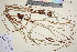  ( - TROM_V_89550_sg)  @11 [ ] CreativeCommons - Attribution Non-Commercial Share-Alike (2016) Unspecified Tromso University Museum
