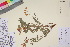  (Hedysarum boreale subsp. mackenziei - TROM_V_89636_sg)  @11 [ ] CreativeCommons - Attribution Non-Commercial Share-Alike (2017) Unspecified Tromsø University Museum